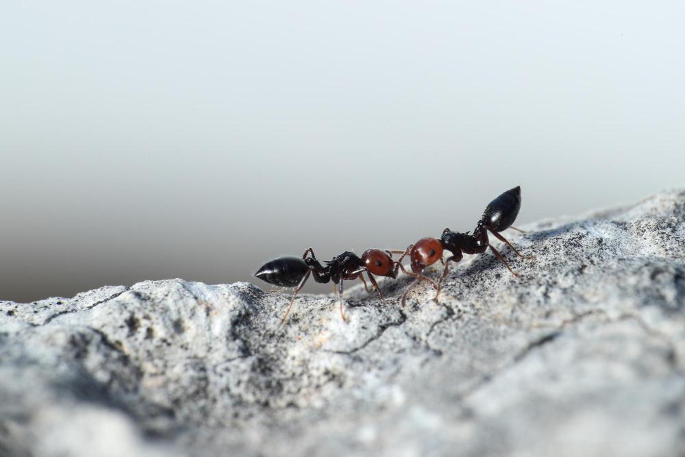 Professional Ant Exterminator Services