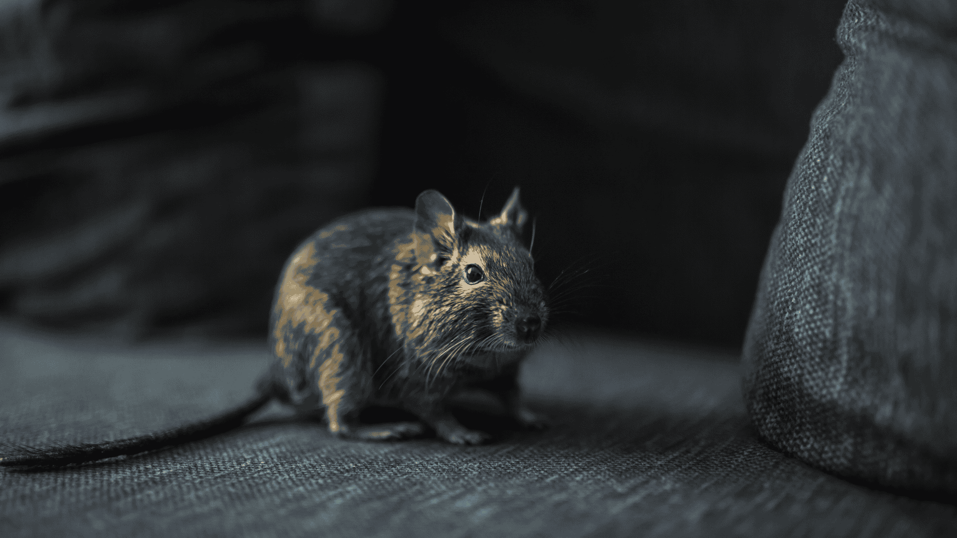 Rodent Control Wilmington, NC