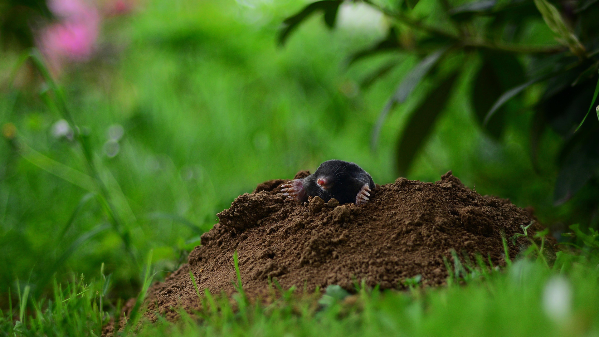 Mole Control Services