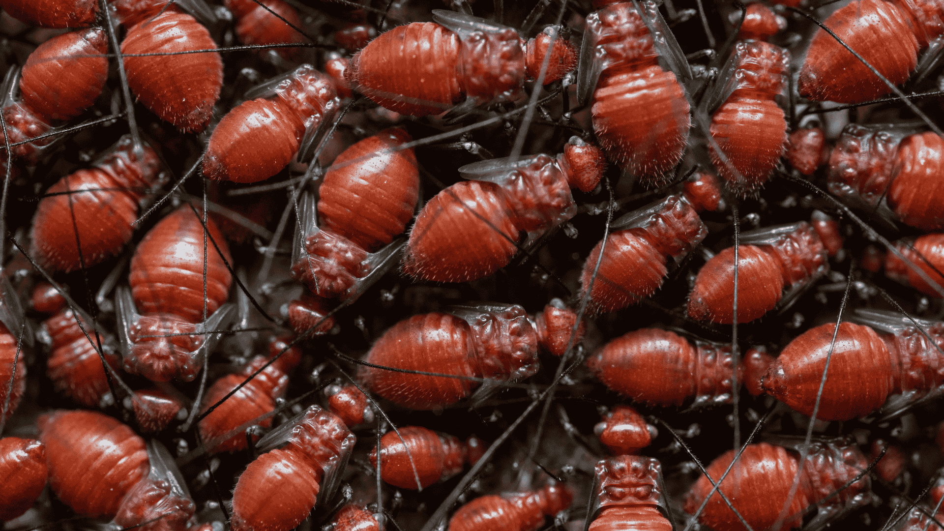 Pest Control in Ash, NC