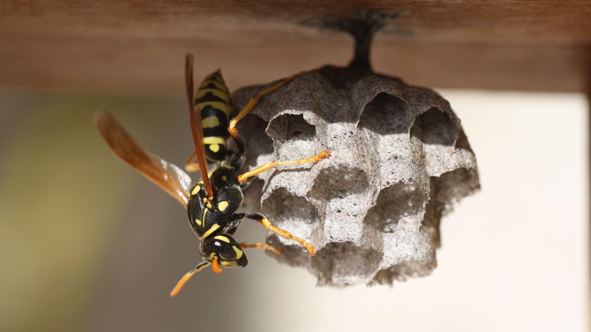 Wasp Removal Near Me