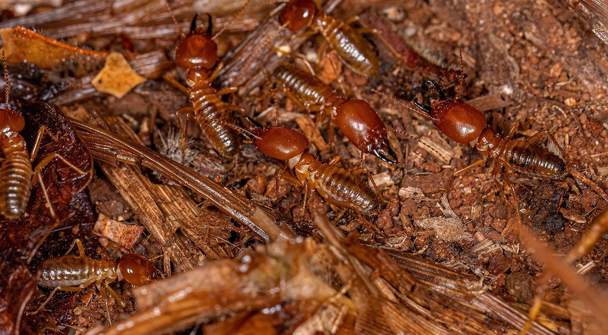 Are Termites Drawn to the Beach Climate?