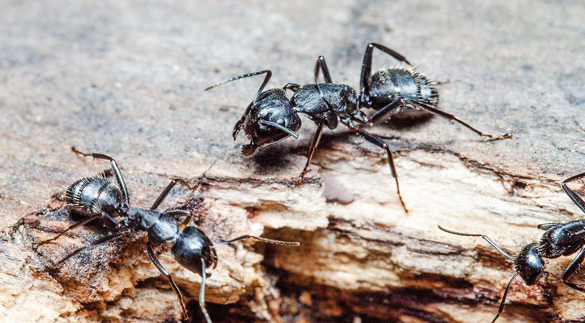 Carpenter Ants vs. Termites: Differences and What to Do