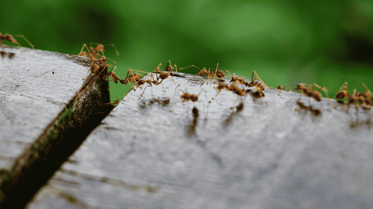 How to Identify and Control Fire Ants in Brunswick County