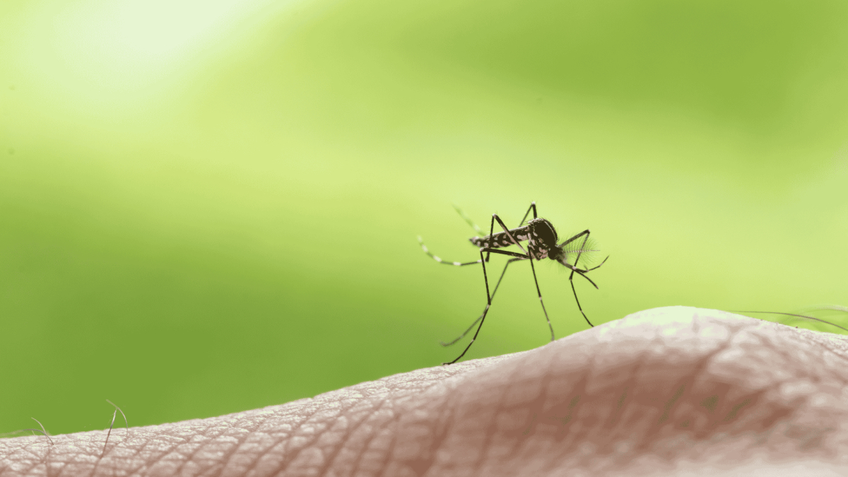 Mosquito Control Brunswick County