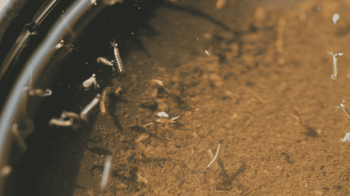 Mosquito Control Ocean Isle Beach, NC
