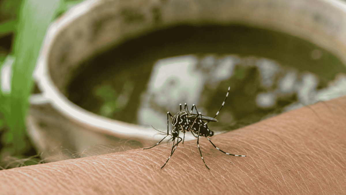 Mosquito Control St. James, NC