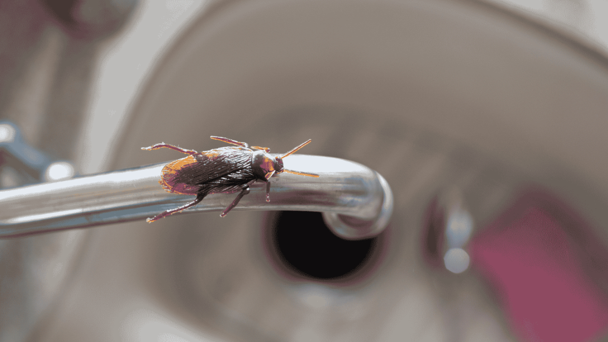 Pest Control Calabash, NC