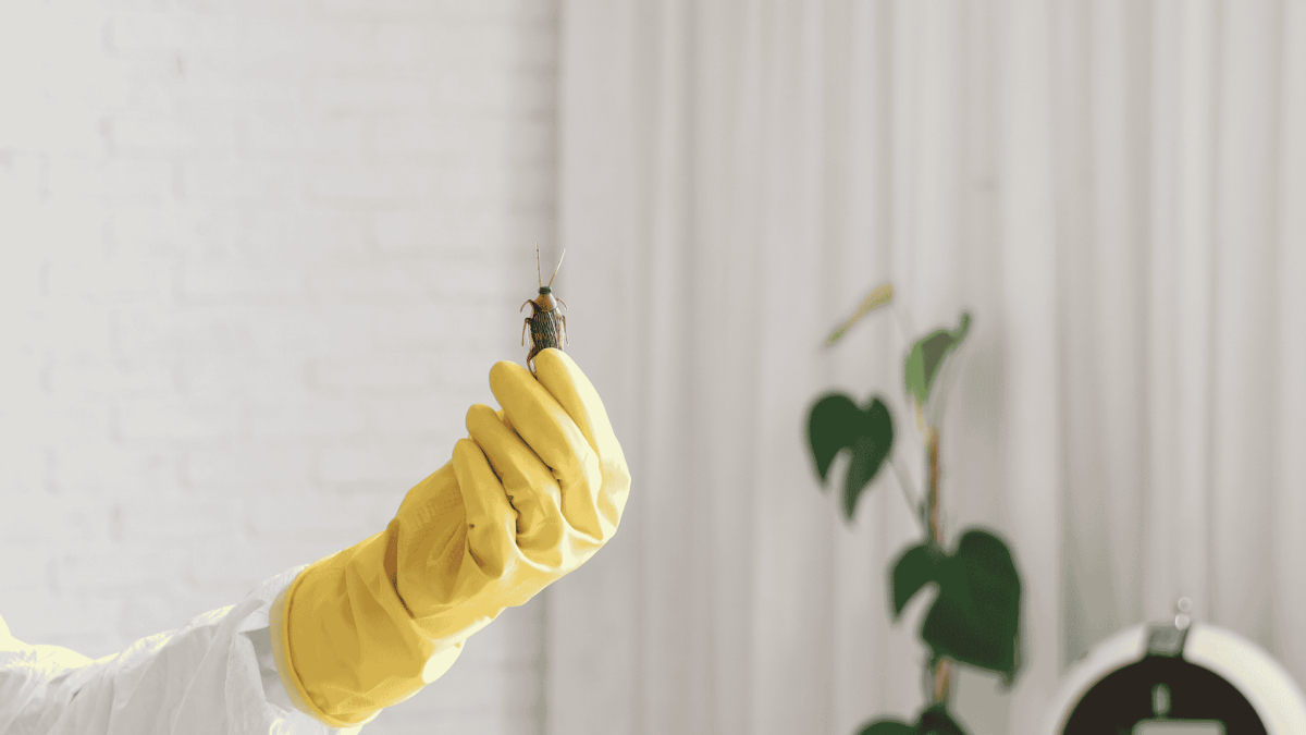 Pest Control for Vacation Rentals &mdash; Brunswick County