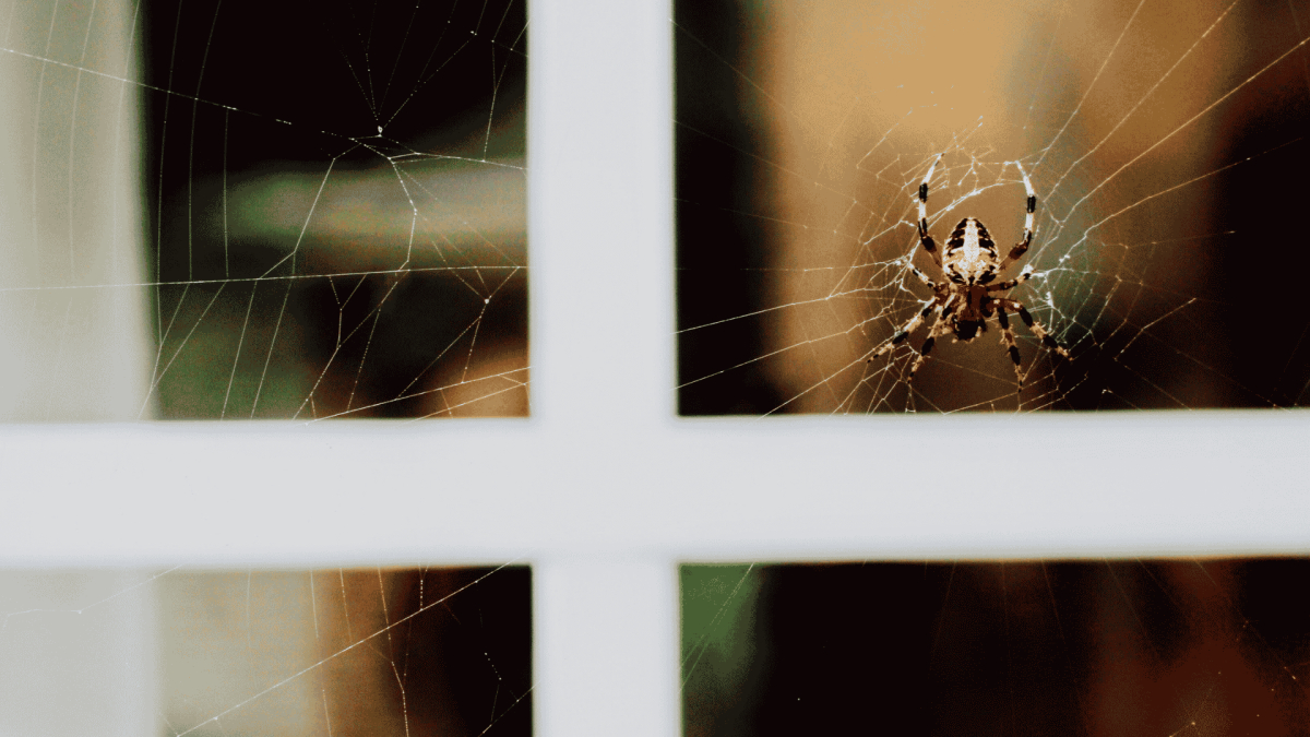 Pest Control New Hanover County