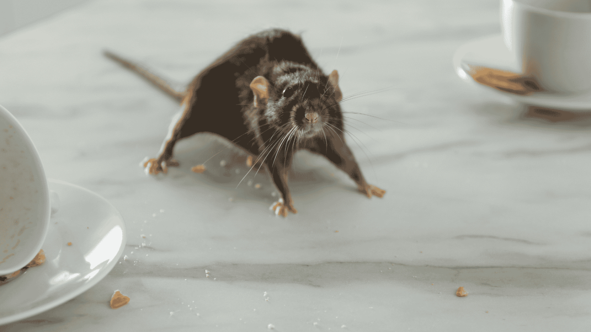 Pest Control Oak Island, NC
