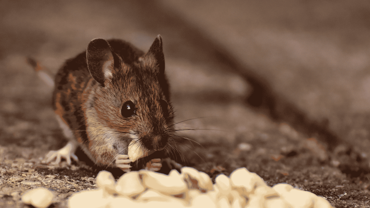 Rodent Control Southport, NC