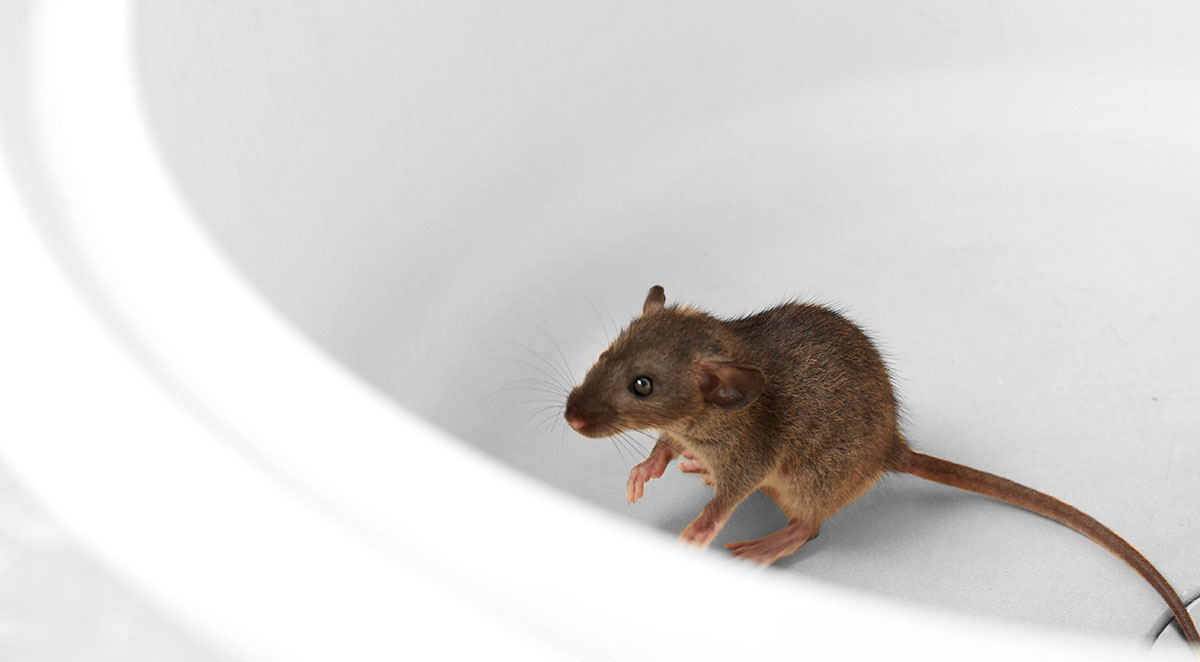 Rodent Control Oak Island, NC