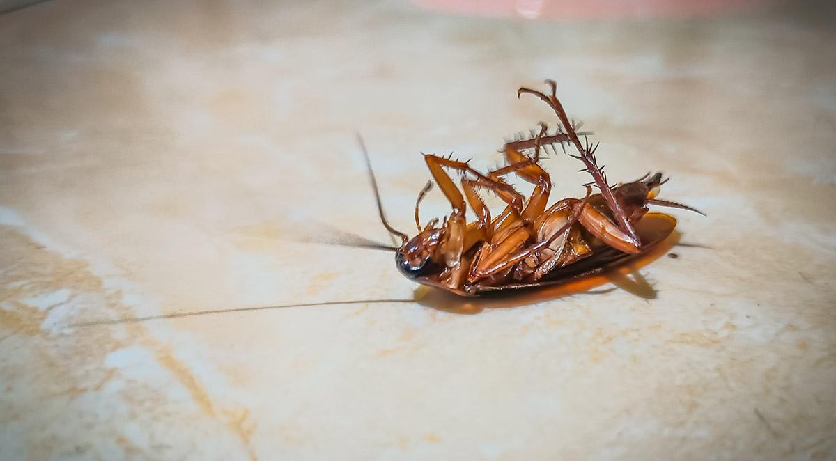 Pest Control Bald Head Island, NC