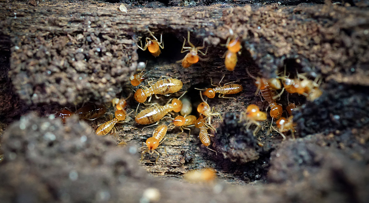 Termite Inspection Southport, NC