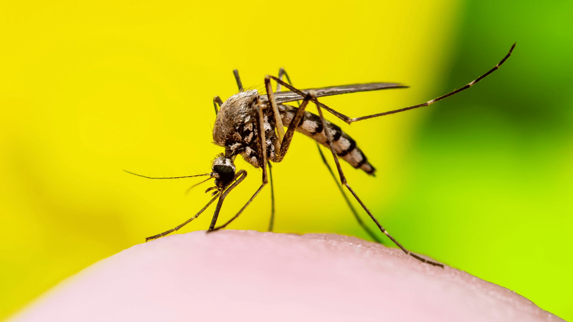 Mosquito Control Oak Island, NC