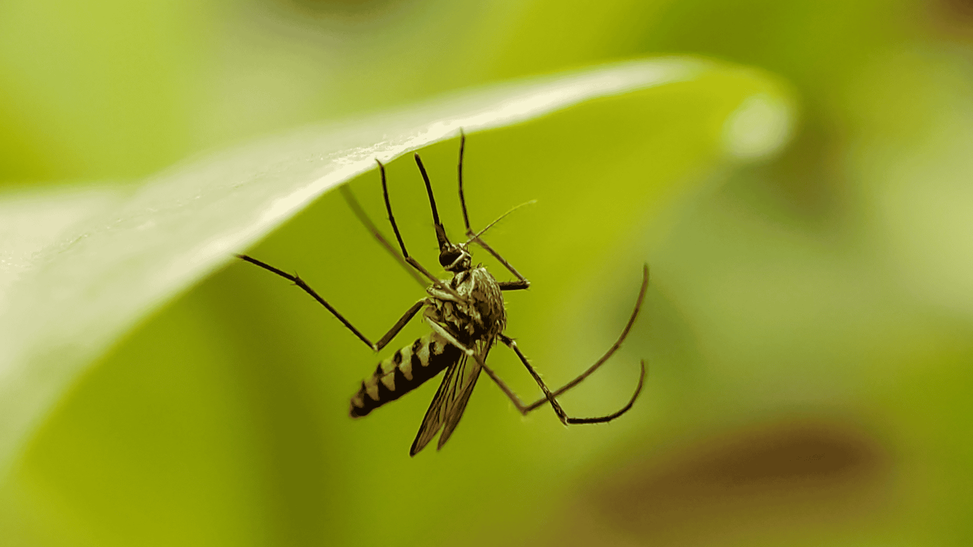 Mosquito Control Holden Beach, NC
