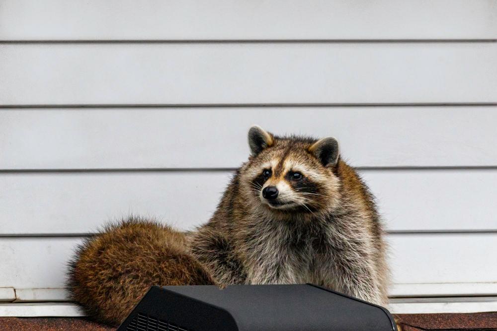Raccoon Control and Exclusion Near Me