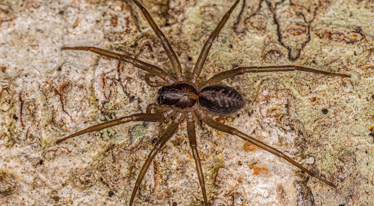 Pest Control Boiling Spring Lakes, NC