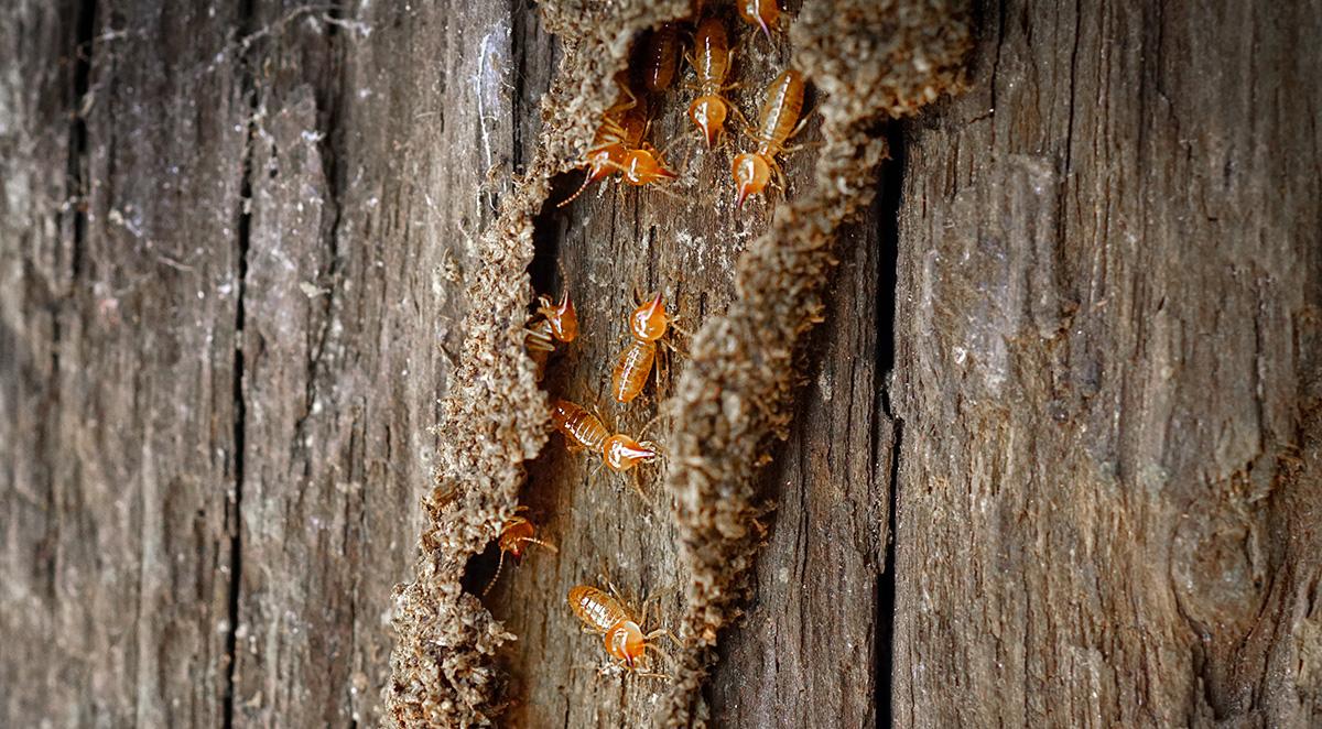 Termite Treatment and the Manning