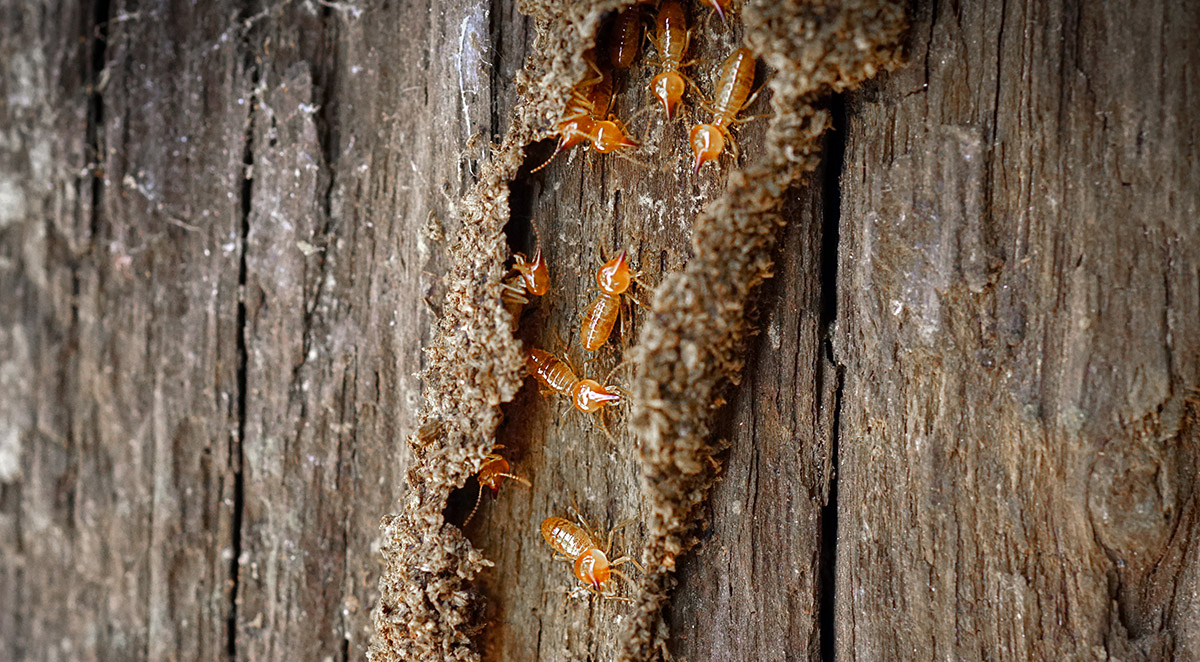 Termite Inspection Holden Beach, NC