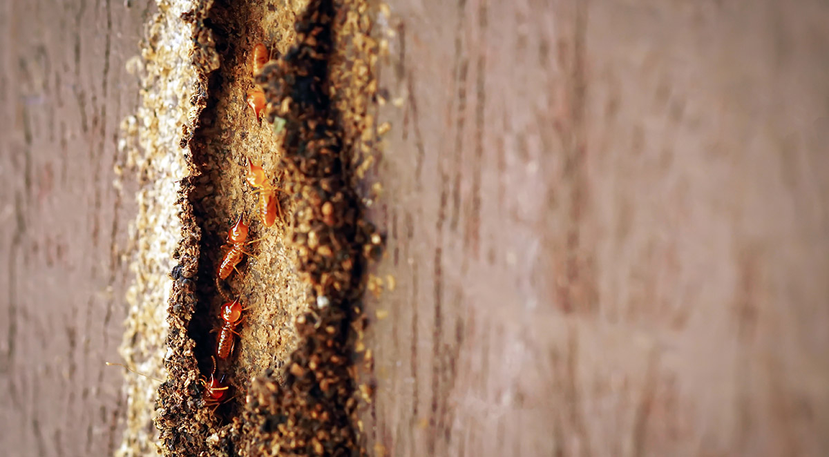 Termite Inspection Oak Island, NC