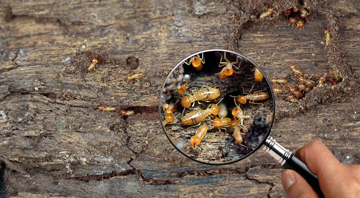 Termite Inspection Shallotte, NC