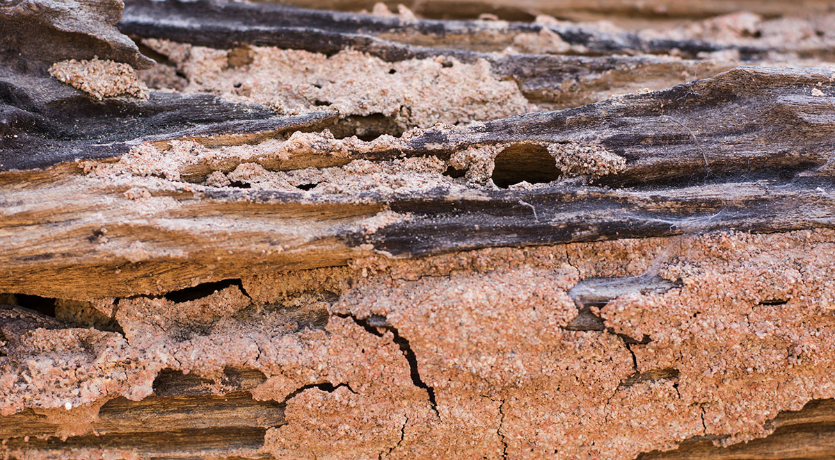 Termite Inspection Leland, NC